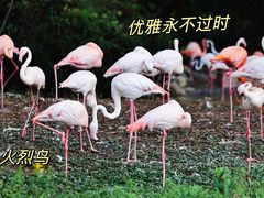 -上海野生动物园