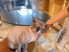 -more than meow吴止猫主题餐厅(承德 中船汇店)