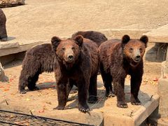 -沈阳森林动物园
