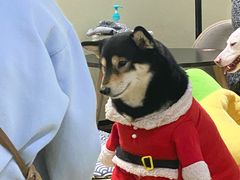 -逗柴咖啡屋·狗咖猫咖宠物桌游