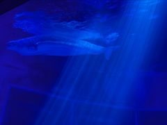 -上海海昌海洋公园-冰山北极馆