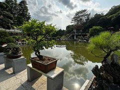 -深圳仙湖植物园