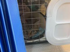 -宠颐生斯嘉宠物医院·急重症·心内科(谷阳北路分院)