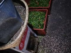 小米椒-好记哑巴兔(黄许镇店)