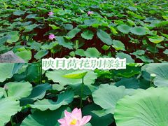 -济南大明湖景区