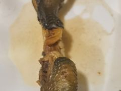 -老号尤兔头(幸福店)