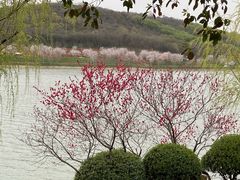 -羊山湖公园