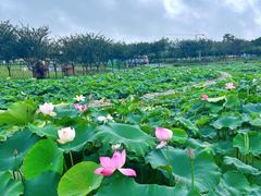 -武汉紫薇都市田园