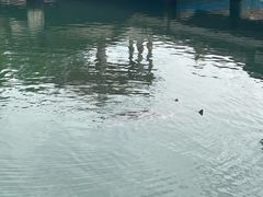 -广东惠东海龟国家级自然保护区
