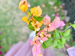 -莲花山公园