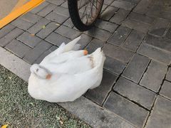 -景泰马记电烤串