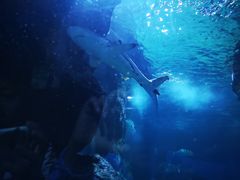 -暹罗海洋世界
