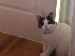 -喵zoo家庭繁育猫舍(尖东智能花园店)