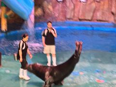 -烟台海昌鲸鲨海洋公园