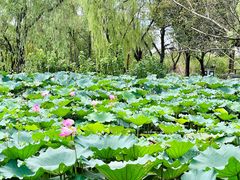 -西溪国家湿地公园