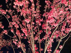 -西北湖绿化广场