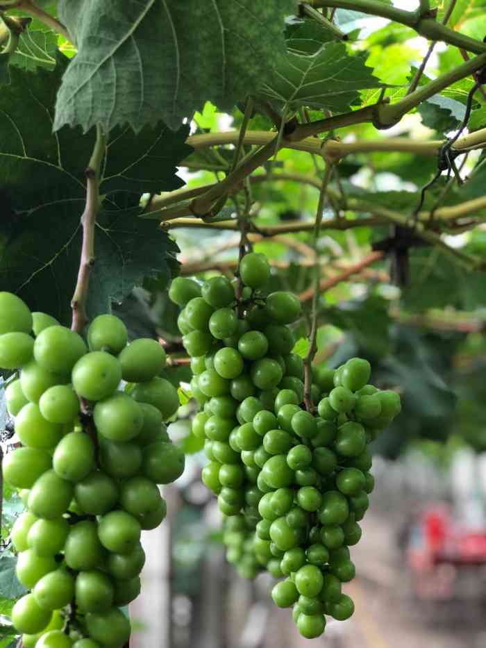 去金山回家的路上遇见的,本来以为就一个卖葡萄的小摊,没想到老板说