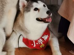 -Husky Go! 哈士奇体验馆·宠物咖啡厅狗咖