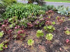-墨尔本皇家植物园