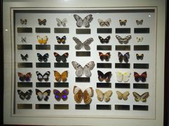 -上海昆虫博物馆