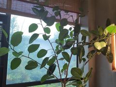 -恬阿姨庭院餐厅·生日宴