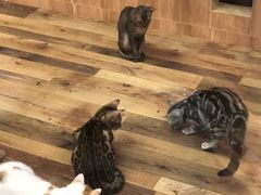 -袖虎·猫馆(体育西路店)