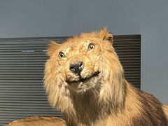 -上海自然博物馆