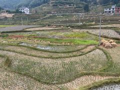 -紫鹊界梯田景区