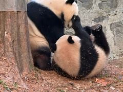 -都江堰中华大熊猫苑