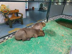 -上海大自然野生昆虫馆(东方明珠·爬宠昆虫探索中心)