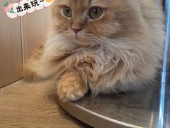-MOCHA明星猫咖(田子坊店)