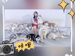 -星多哈·狗咖·拼豆·咖啡