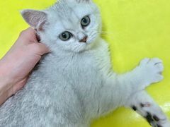 -lincat·猫舍(广州店)