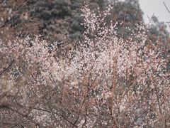 -杭州植物园