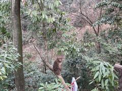 -九峰山