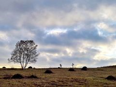 -塞罕坝国家级自然保护区