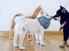 -柴犬小屋·柴餐厅·狗咖食堂(金鼎广场店)