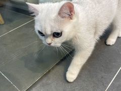 -萌兽医馆·眼科·异宠专科(三里屯店)