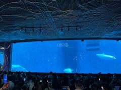 -海合安成都极地海洋公园