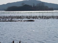 -贡湖湾湿地公园