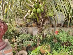 -西双版纳傣族园