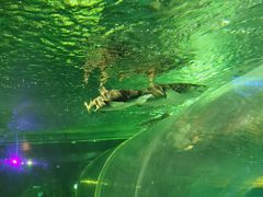 -锦艺城海洋馆