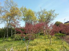 android_upload_pic-新江湾城公园