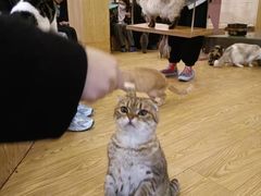 -萌喵咖啡屋(人民东路4号口M16商铺店)