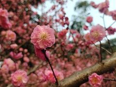 -望江楼公园