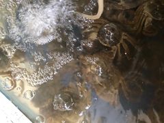 -阳澄湖大闸蟹·琼灵阁牌品牌连锁(吴中总店)