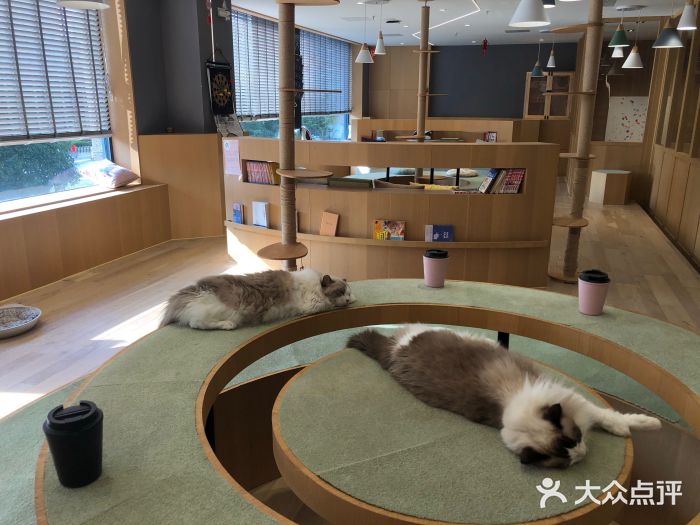 CAT’S MEWSTAR CAFE·喵星球猫屋(晴湾咖啡店)图片