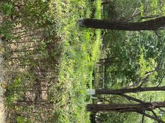 -长白岛森林公园