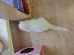 -MOYOYO猫咪咖啡店