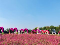 -松山湖梦幻百花洲